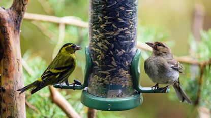 A male Siskin finch and a female Chaffinch on a garden bird seed feeder