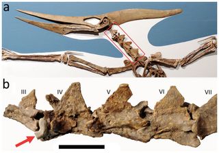 Scientists found a shark tooth embedded in the neck vertebrae (B) of a pteranodon fossil (A).