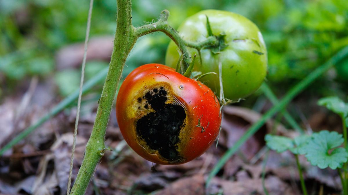 Tomato damaged by tomato blight