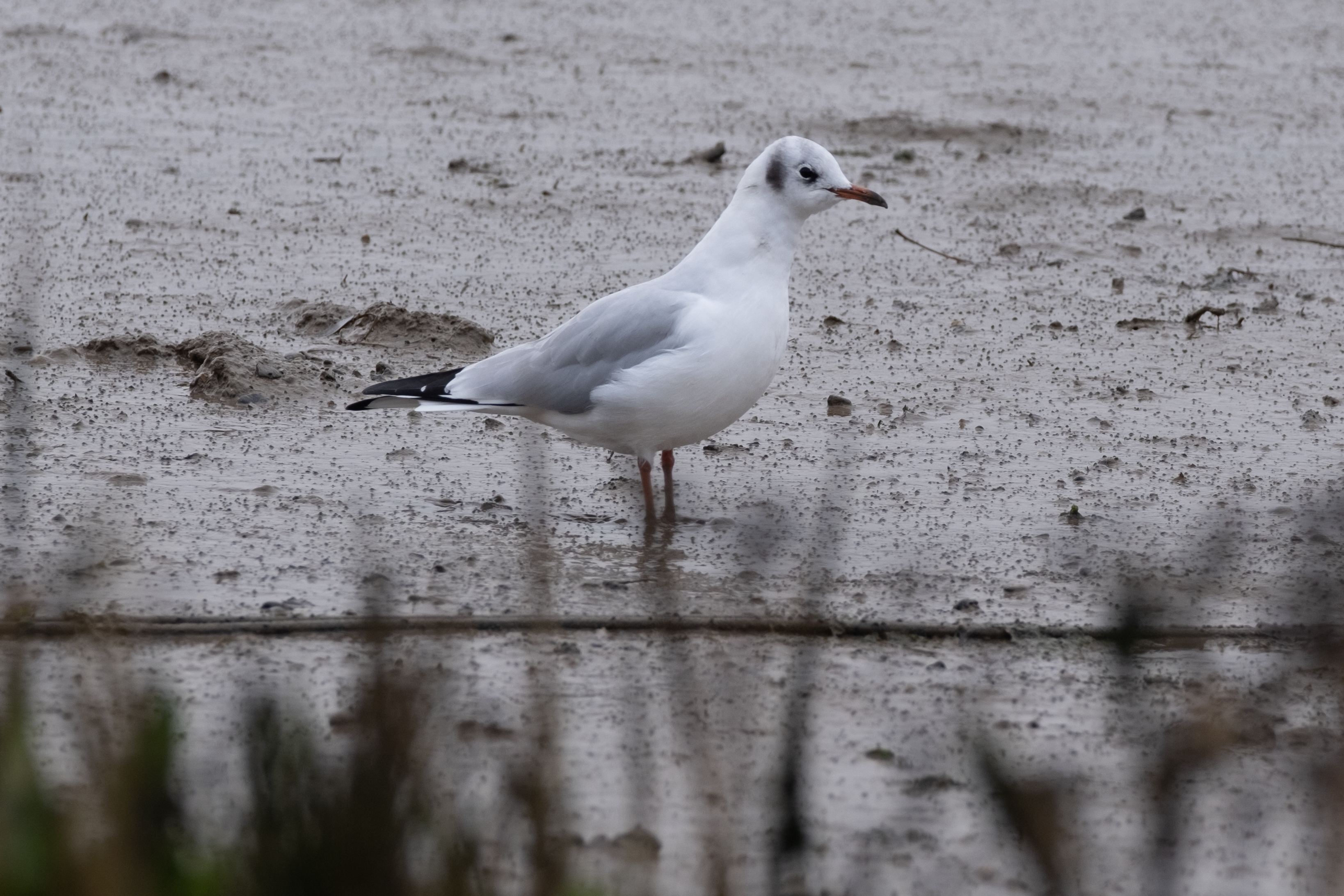 A seagull walking on mud flats