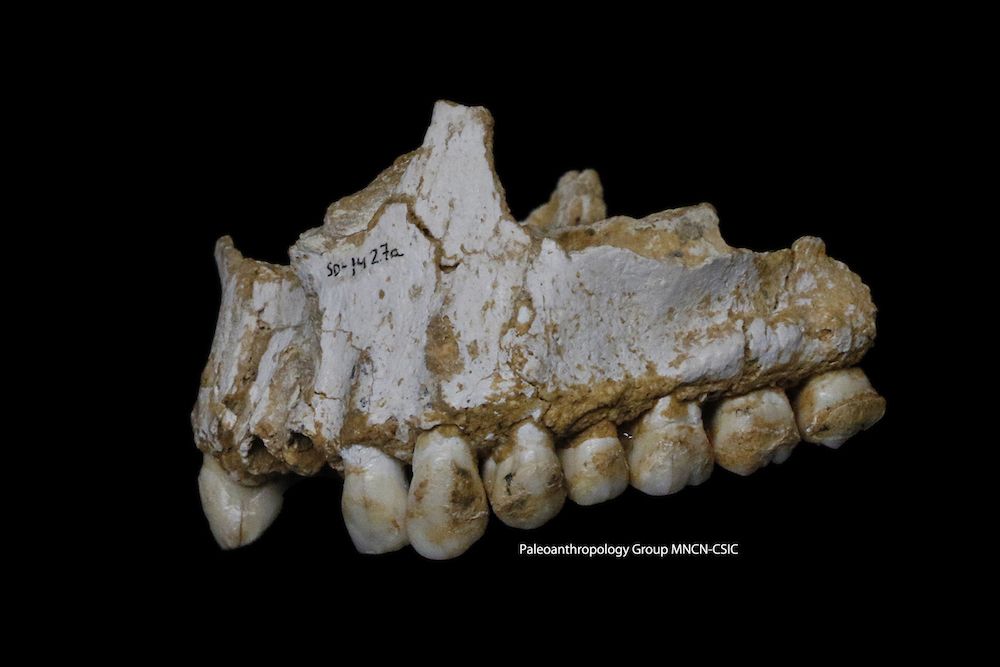 Neanderthal jaw