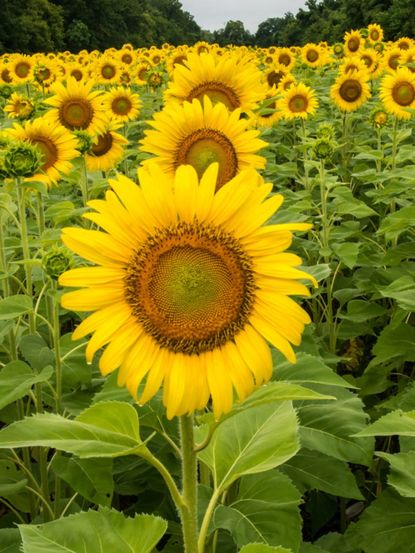 Rows Of Large Bright Yellow Sunflowers In A Field
