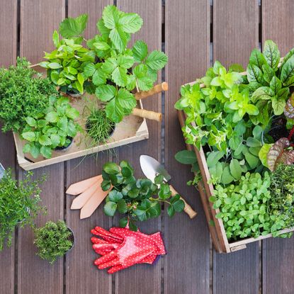 Seedlings in containers