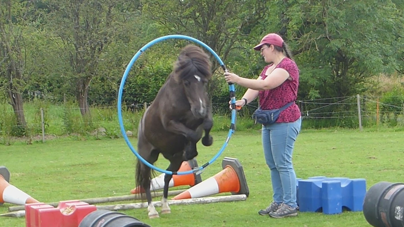 horse agility jumping through hoop