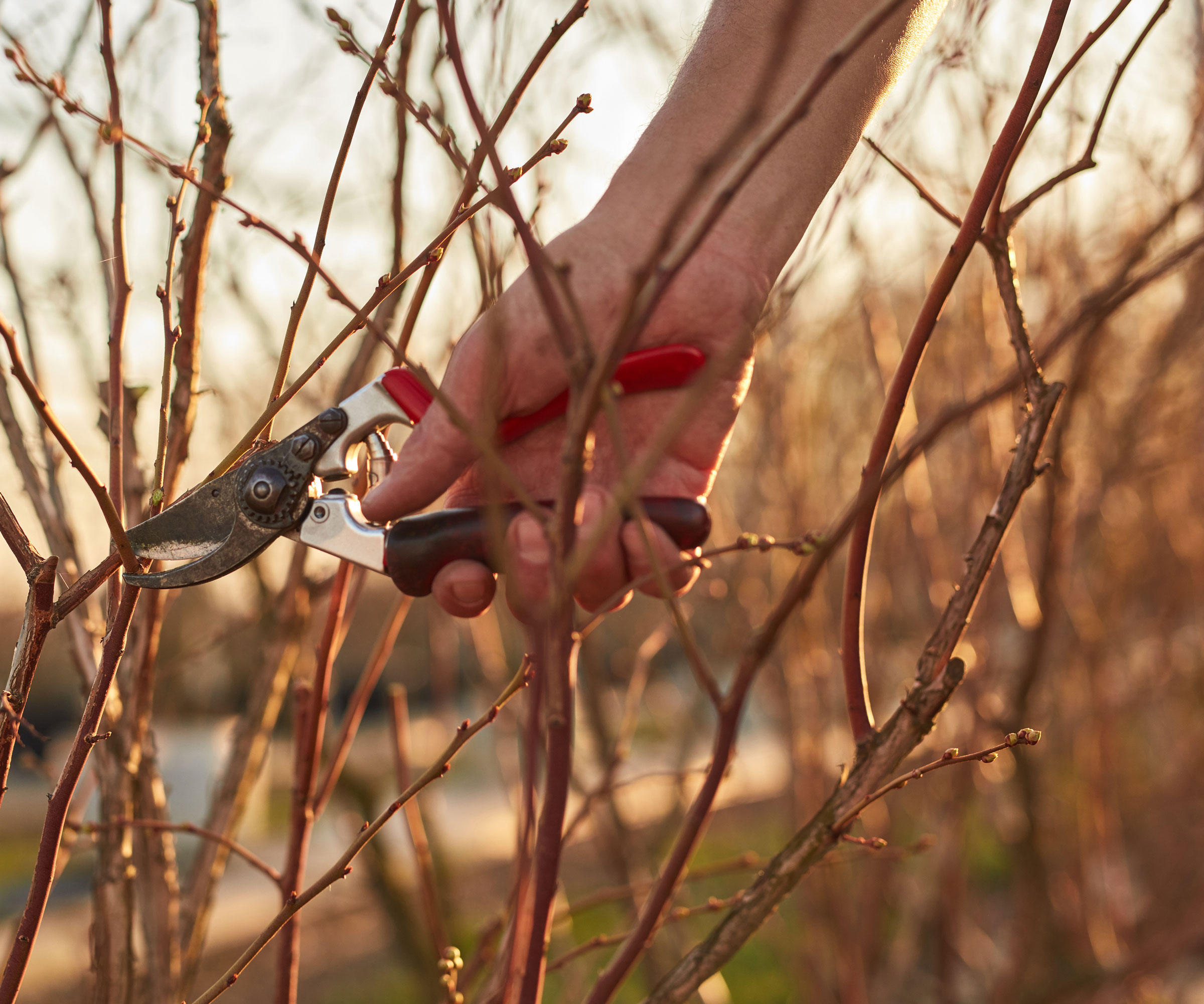 pruning blueberry canes in winter