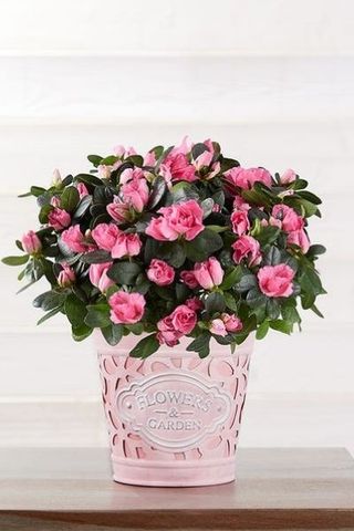 1800 Flowers Pretty In Pink Azalea