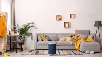 Aeris Aair lite purifier in living room with dog