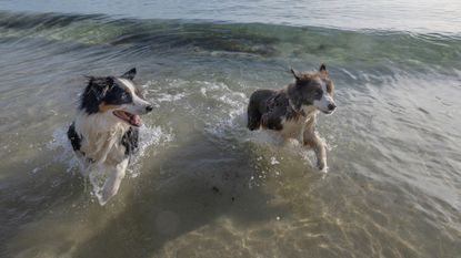 Two border collies play in the ocean waves in Jervis Bay, Australia.