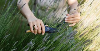 person pruning lavender with secateurs