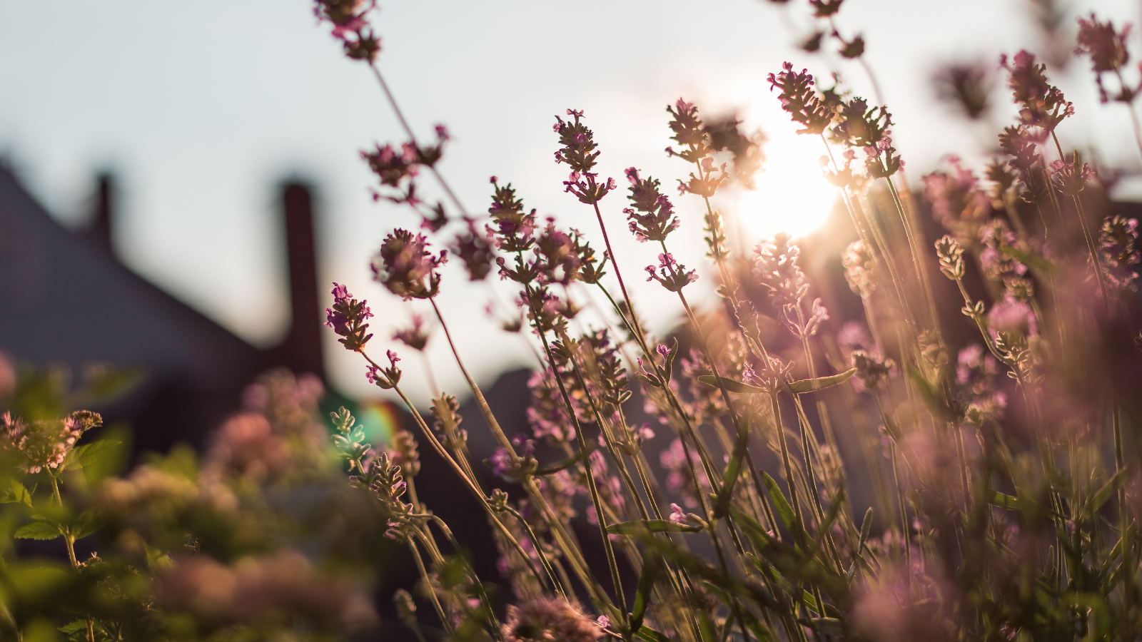 What to Do With Lavender in October – 5 Ways to Help It Survive Winter and Bloom Again Next Year