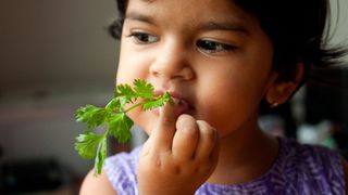 Toddler with sprig of cilantro in her mouth.