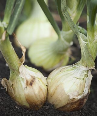 A selection of white onions growing in the garden