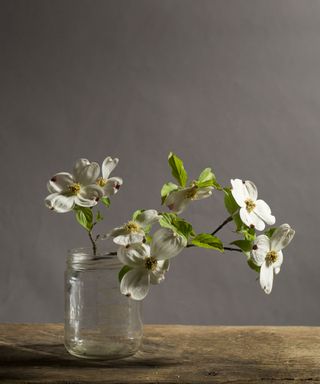 flowering dogwood (cornus) in vase