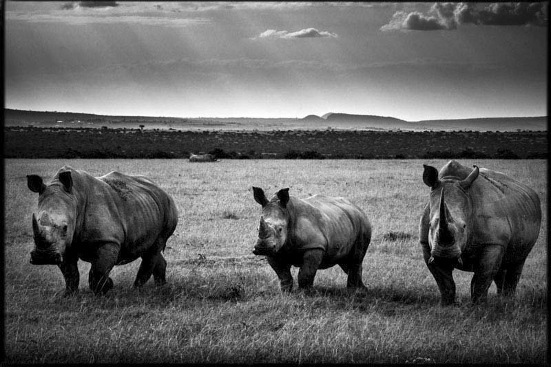 Africa's extraordinary wildlife, in black and white | The Week