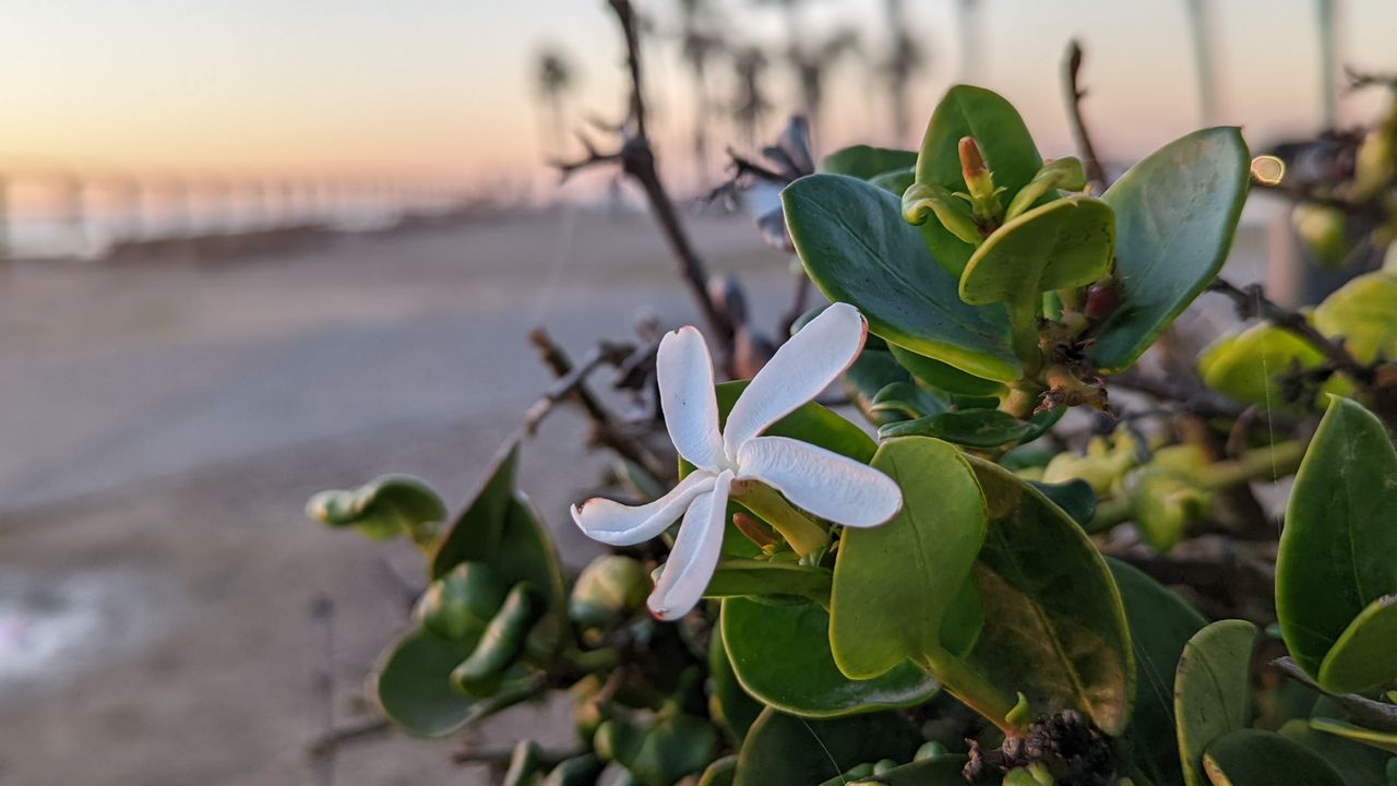 Google Pixel 6 camera samples