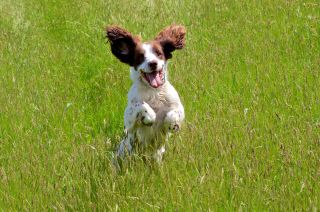 English Springer Spaniel