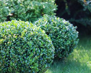 evergreen shaped boxwood in a garden