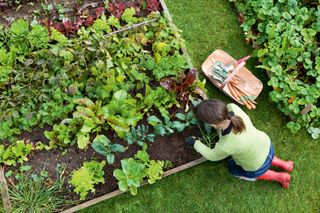 a person organic gardening in their garden