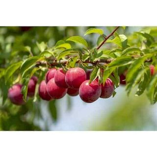 Dwarf Santa Rosa Plum Tree Bare Root 