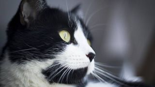 Feline Leukemia Virus cats