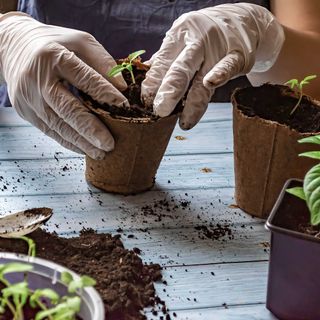 transplanting pepper seedlings into pots