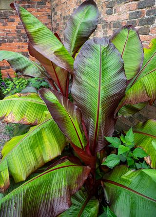 Close up of a banana plant in a walled garden showing autumn leaves