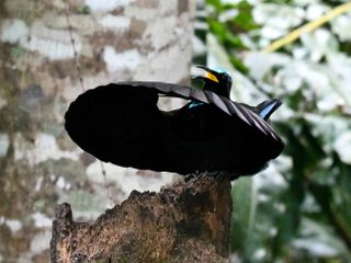 A dark bird sits on a piece of wood with its wings out in front of it forming a circle. The details of the very black wings seem to disappear