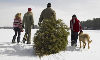 Not all Europeans will be this lucky; The continent is short an estimated four-to-five millions Christmas trees this year.
