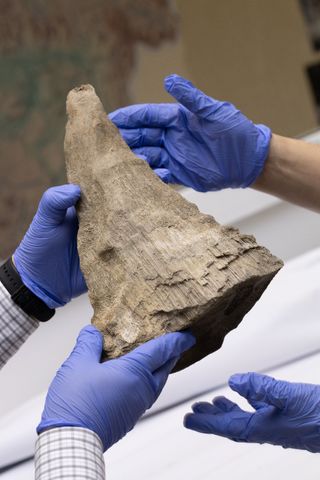 woolly rhino horn being held by four gloved hands.