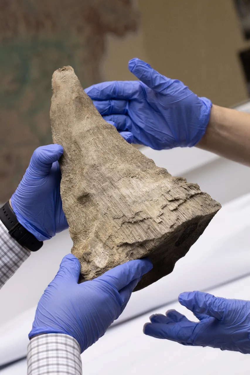 The woolly rhino horn was taken to the NEFU where it is being studied by scientists. Image credit: Michiel Yakovlev/NEFU