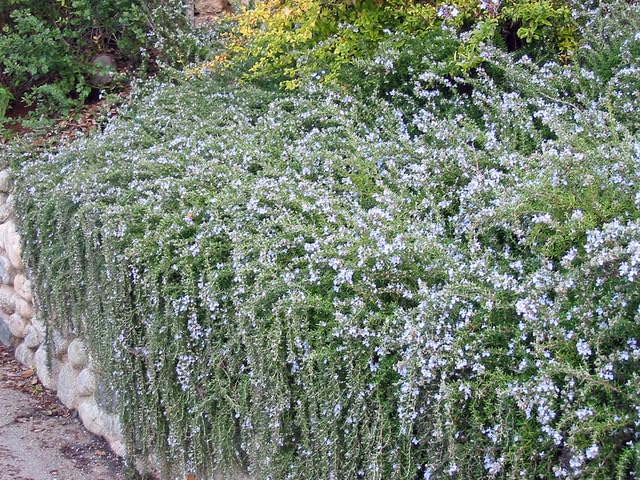 3 Creeping Rosemary in 2.5&amp;rdquo; Nursery Cubes (rosmarinus Officinalis &amp;lsquo;prostratus&amp;rsquo;) | Evergreen Aromatic Groundcover Herb for Rock Gardens, Walls &amp;amp; Containers | Ready-To-Plant Live Starter Plants