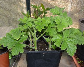 Pelargonium cuttings taken in autumn and ready to be potted up the next spring