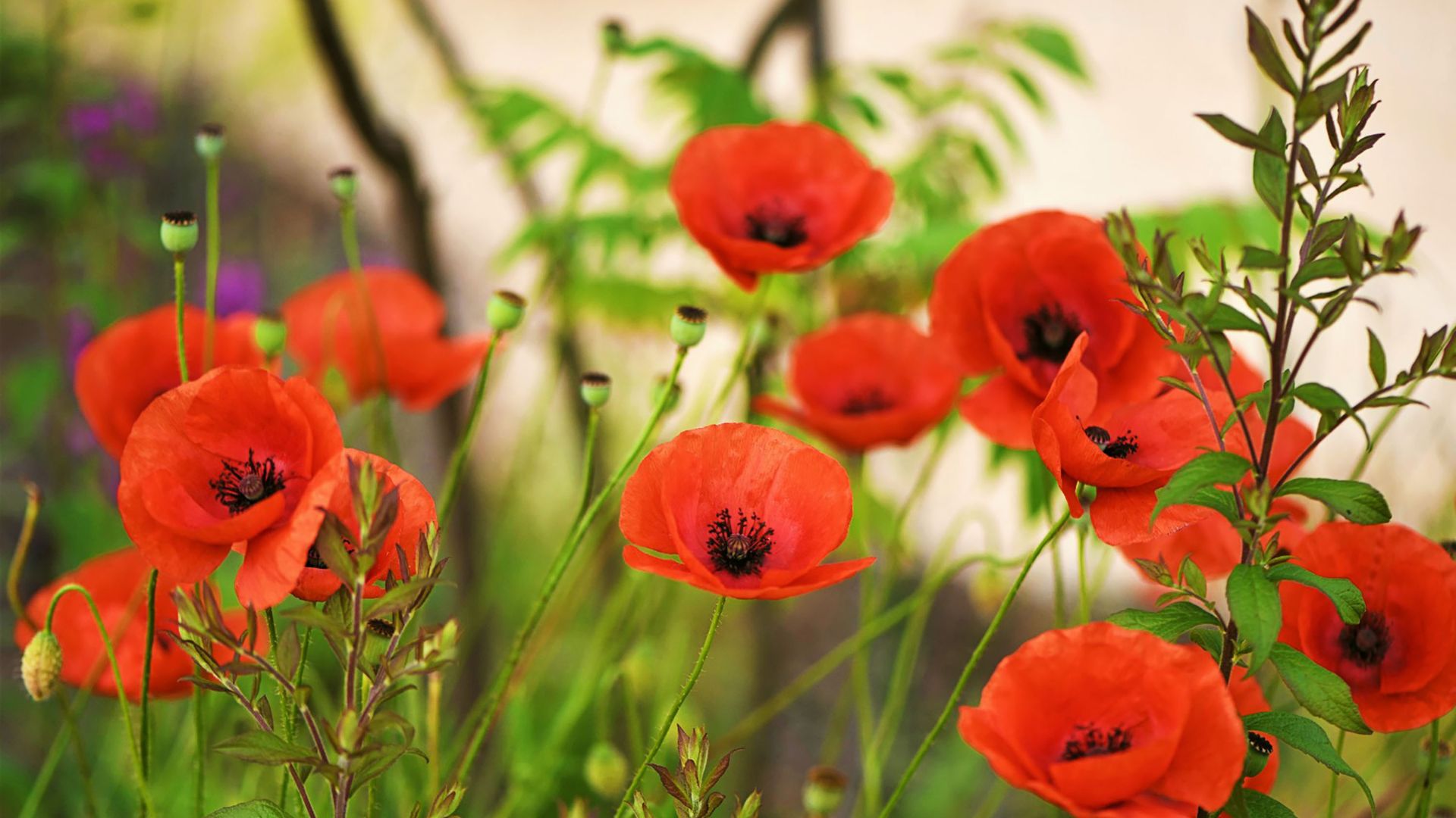 poppies growing in garden