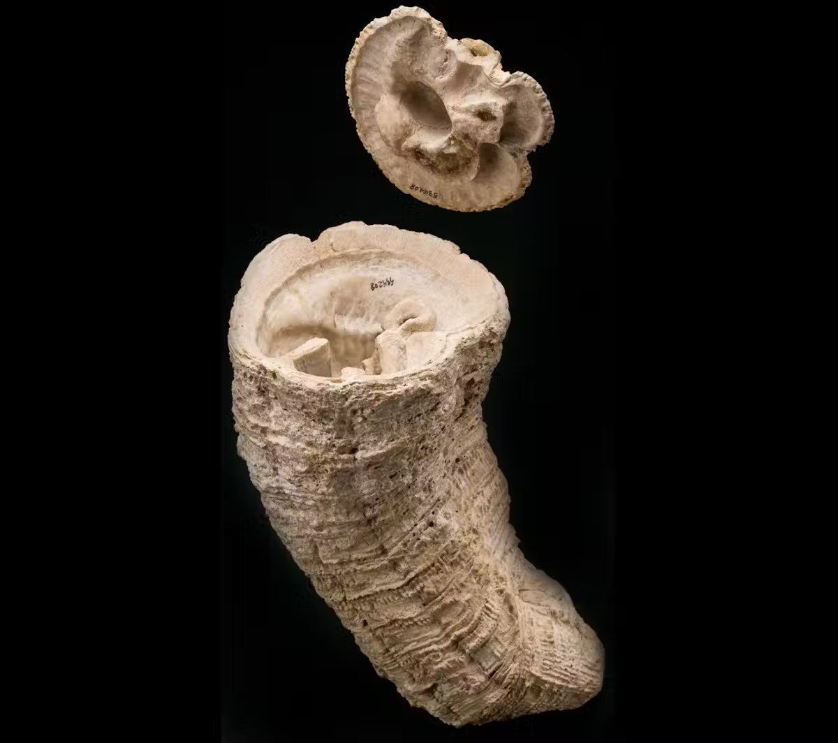 a close-up of a bivalve fossil