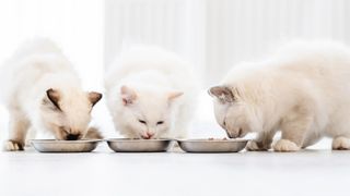 Three ragdoll cats eating food out of their bowls together