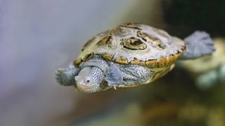 Diamondback terrapin swimming