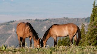 Pryor Mountain mustangs grazing