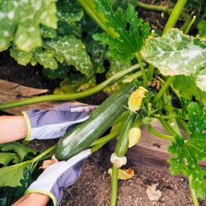 woman harvesting zucchini 