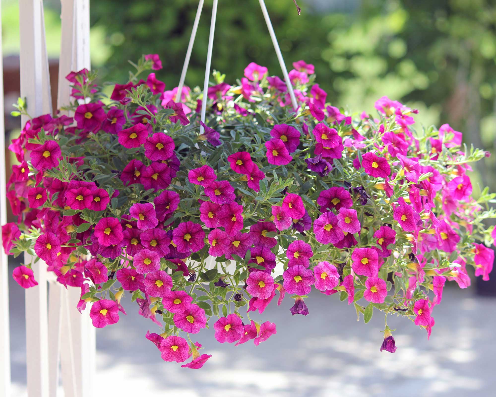 How to deadhead petunias: neaten up your summer blooms | Gardeningetc