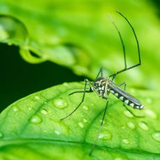 Mosquito on a leaf