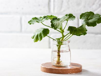 Indoor Potted Cutting From Plant