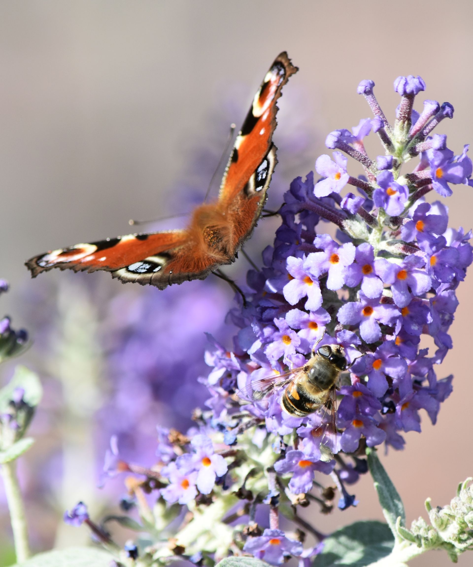 should-butterfly-bushes-be-cut-back-in-the-fall