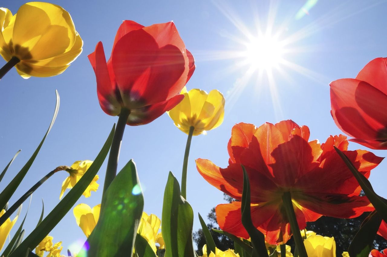 Sun Shining On Red Orange And Yellow Tulips