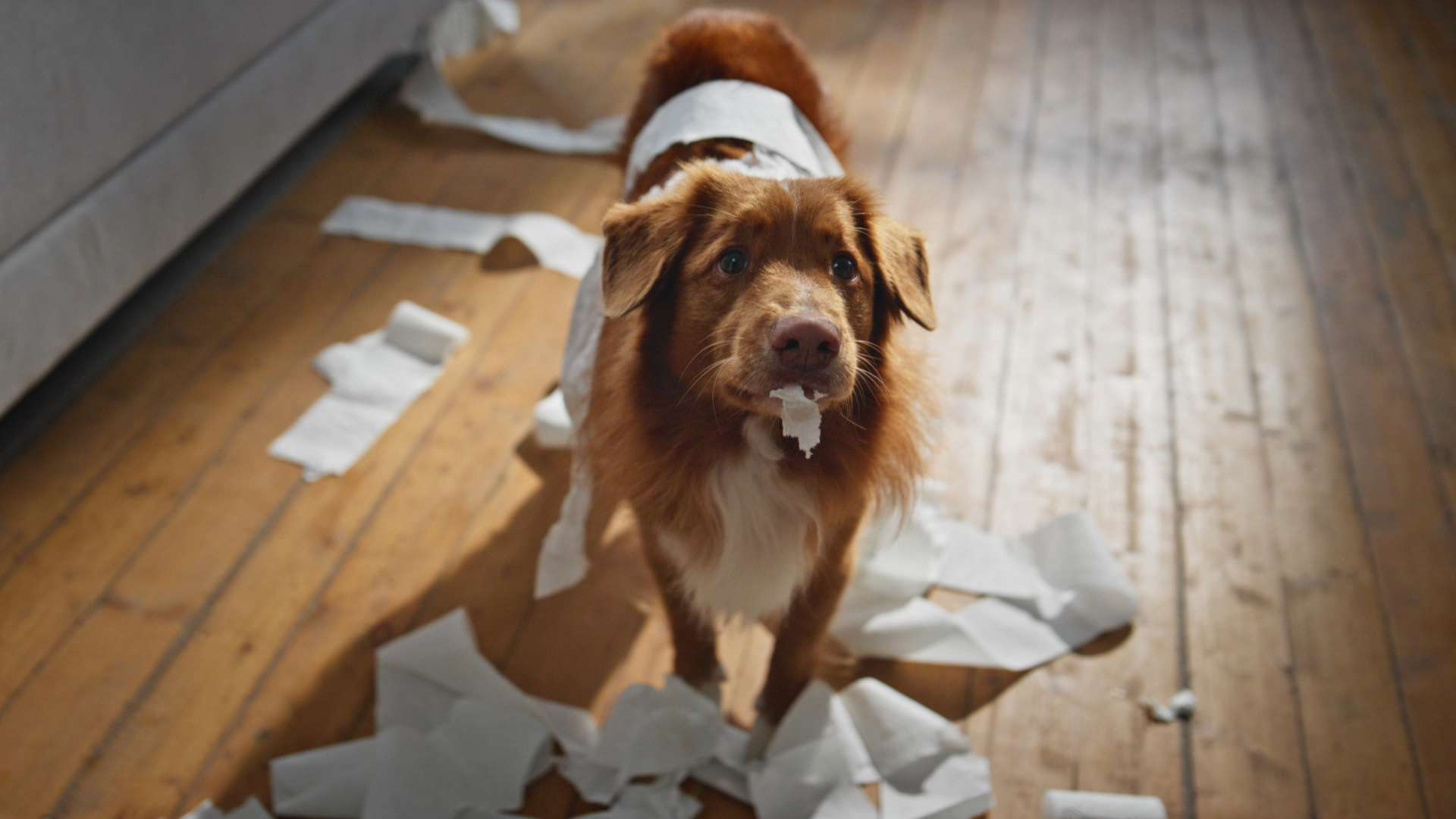 Dog surrounded by shredded toilet paper on the floor, with a piece hanging from its mouth and a strand on its back