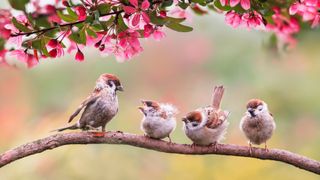 Sparrow with chicks