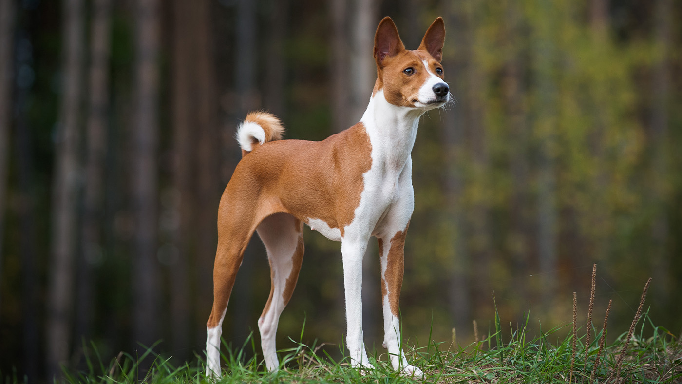 Basenji standing
