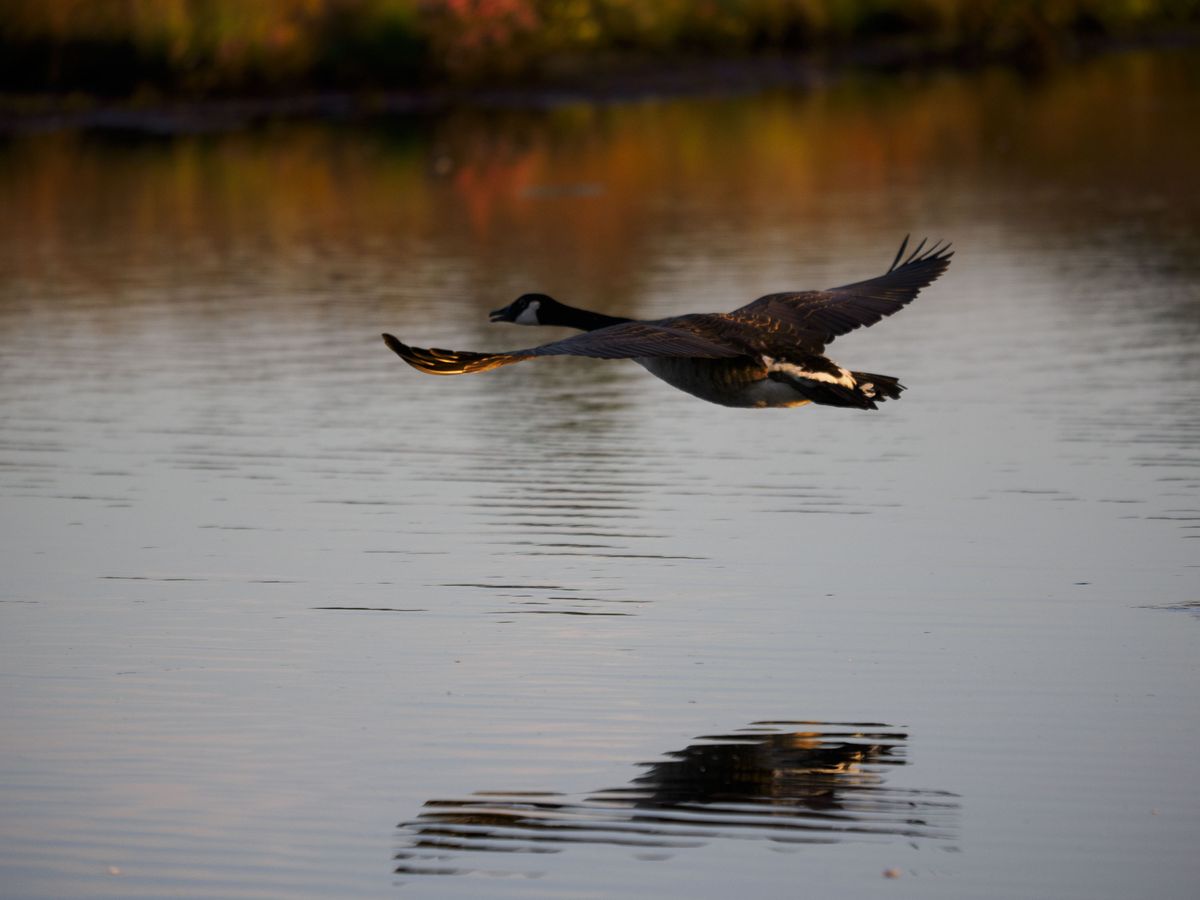 OM System 50-200mm F2.8 sample gallery: goose in flight over water at first light