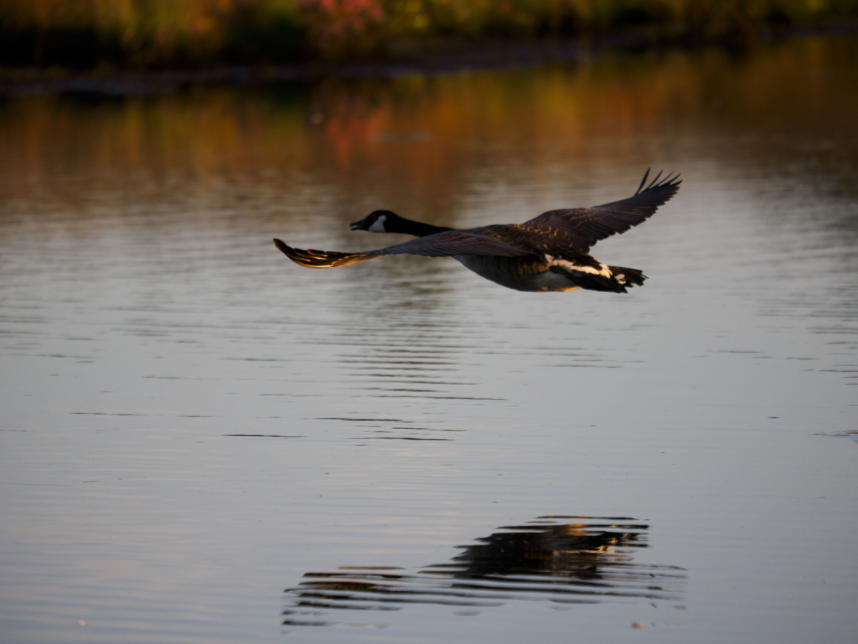 OM System 50-200mm F2.8 sample gallery: goose in flight over water at first light