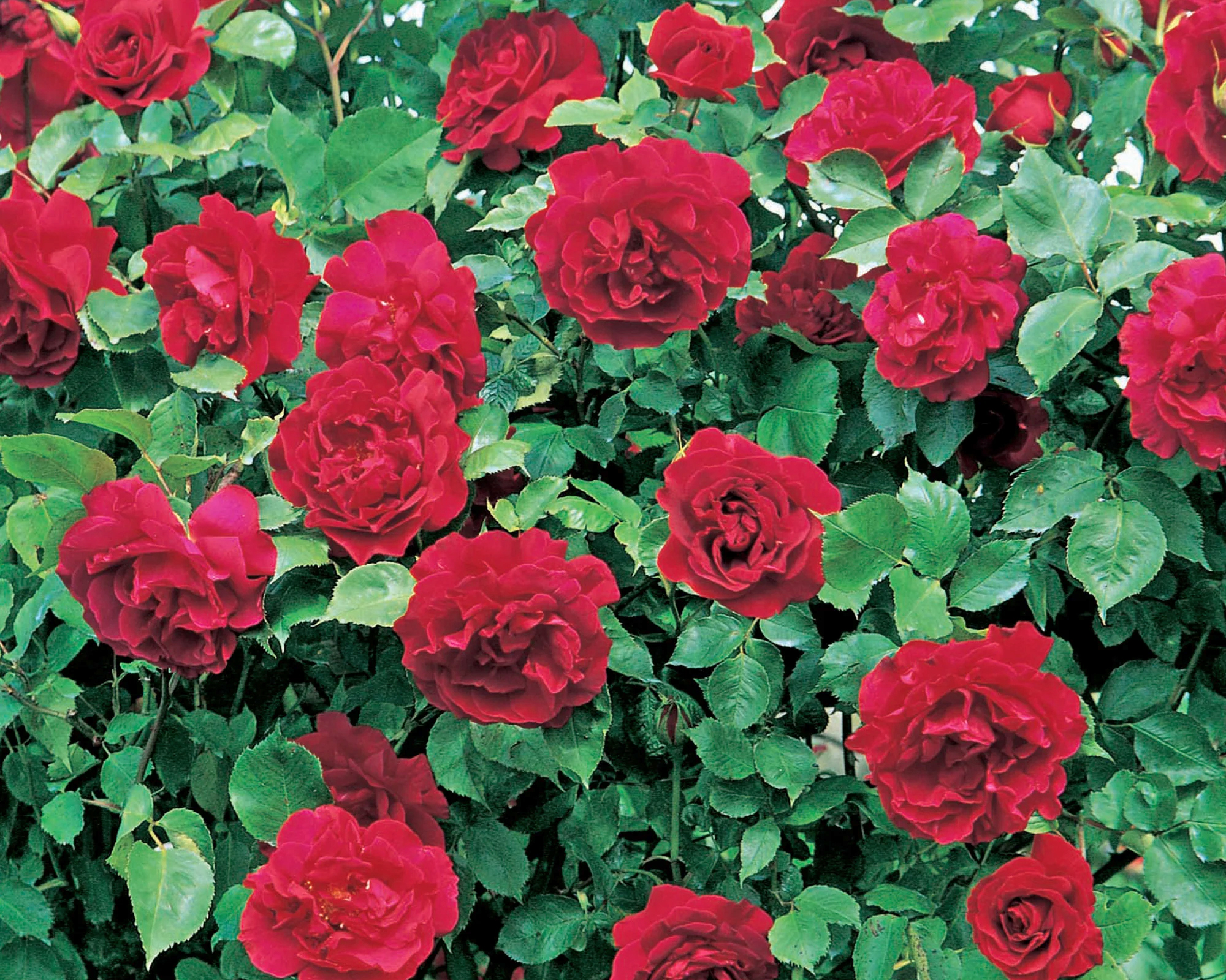David Austin Etoile de Hollande rose