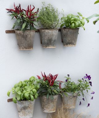 Pots of herbs mounted on a white wall